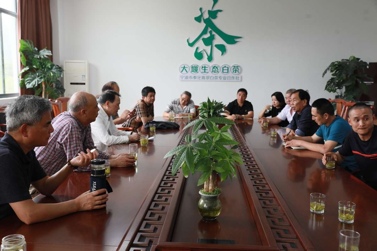 3千亩大堰生态白茶“摇钱树”长在浙江奉化