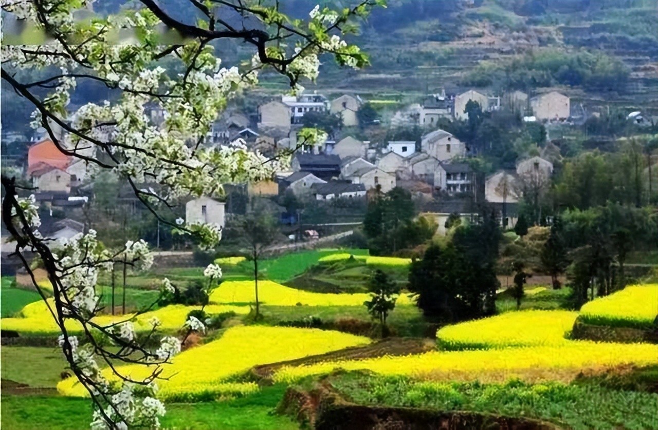 3千亩大堰生态白茶“摇钱树”长在浙江奉化