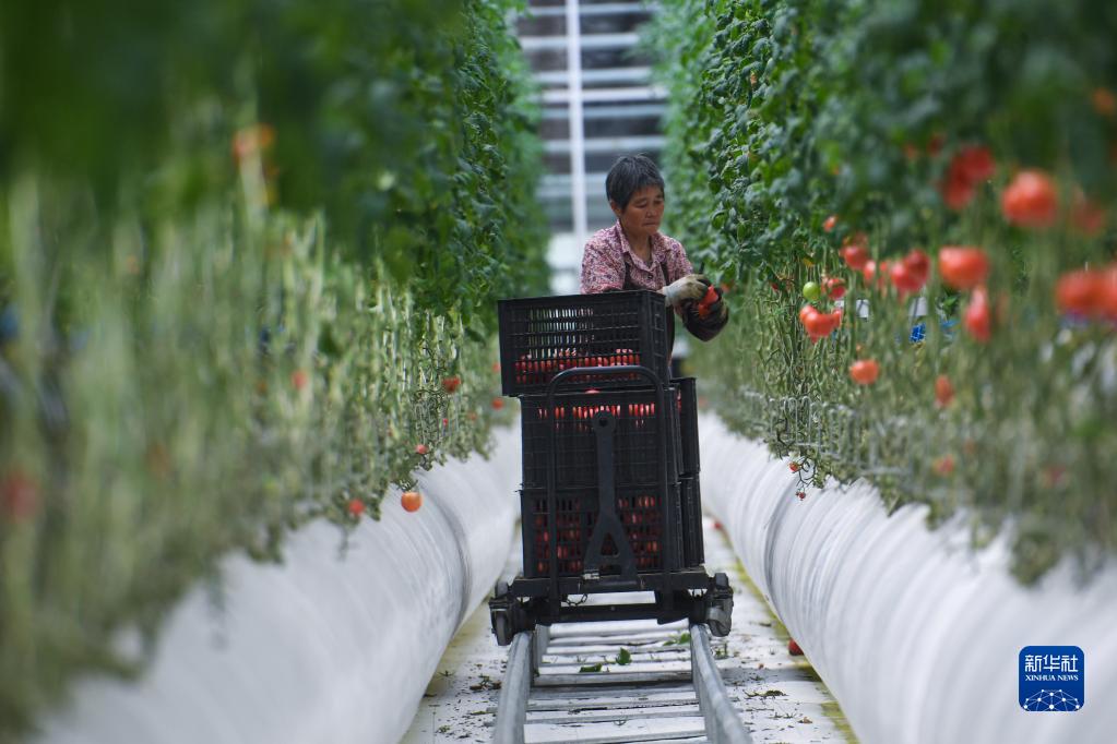 浙江嘉兴：积极推进农业现代化发展