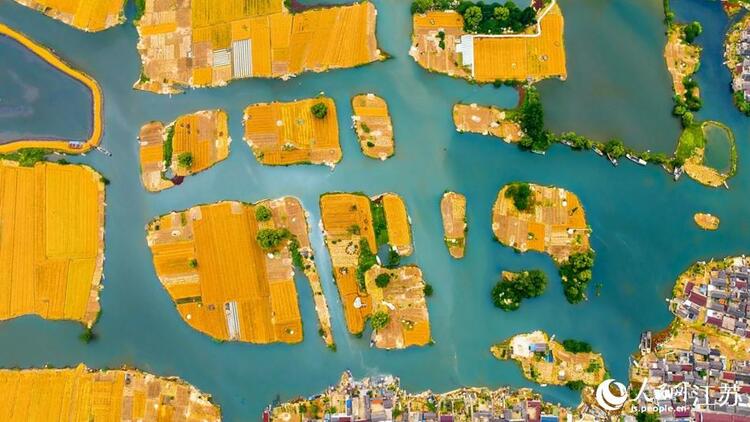 泰州：水乡麦田美如画