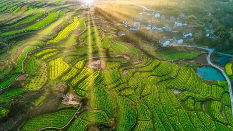 3千亩大堰生态白茶“摇钱树”长在浙江奉化