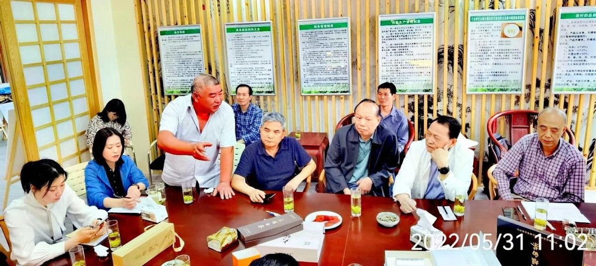 3千亩大堰生态白茶“摇钱树”长在浙江奉化