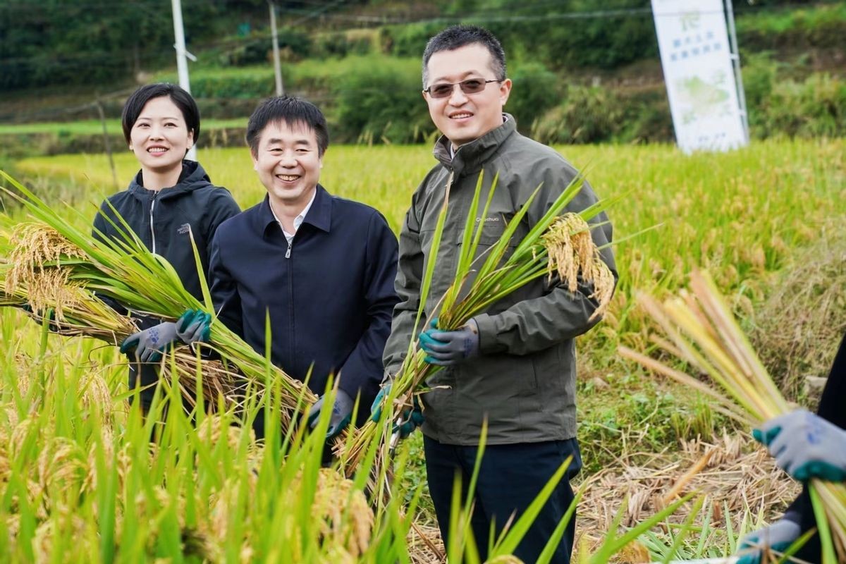 3千亩大堰生态白茶“摇钱树”长在浙江奉化