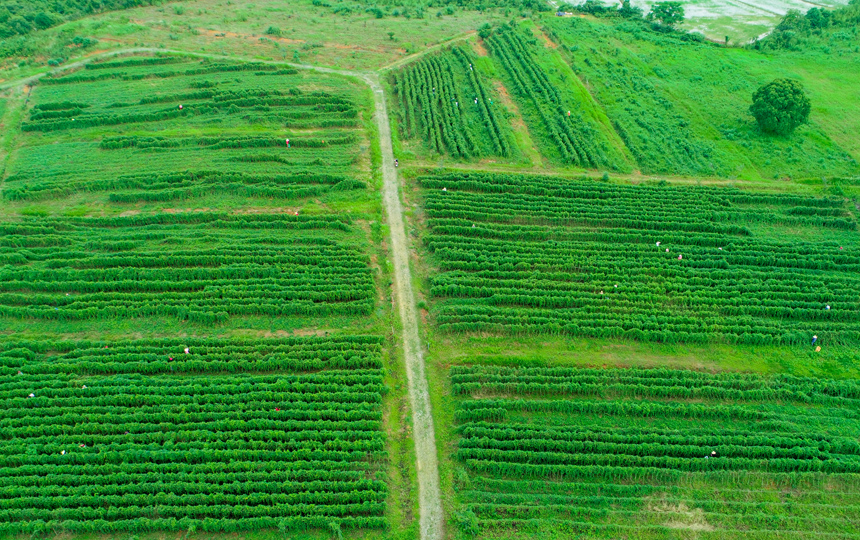 江西丰城：何首乌产业助力乡村振兴_fororder_2