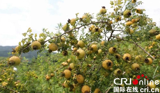 贵州关岭：刺梨遇上“酒” 脱贫好帮手