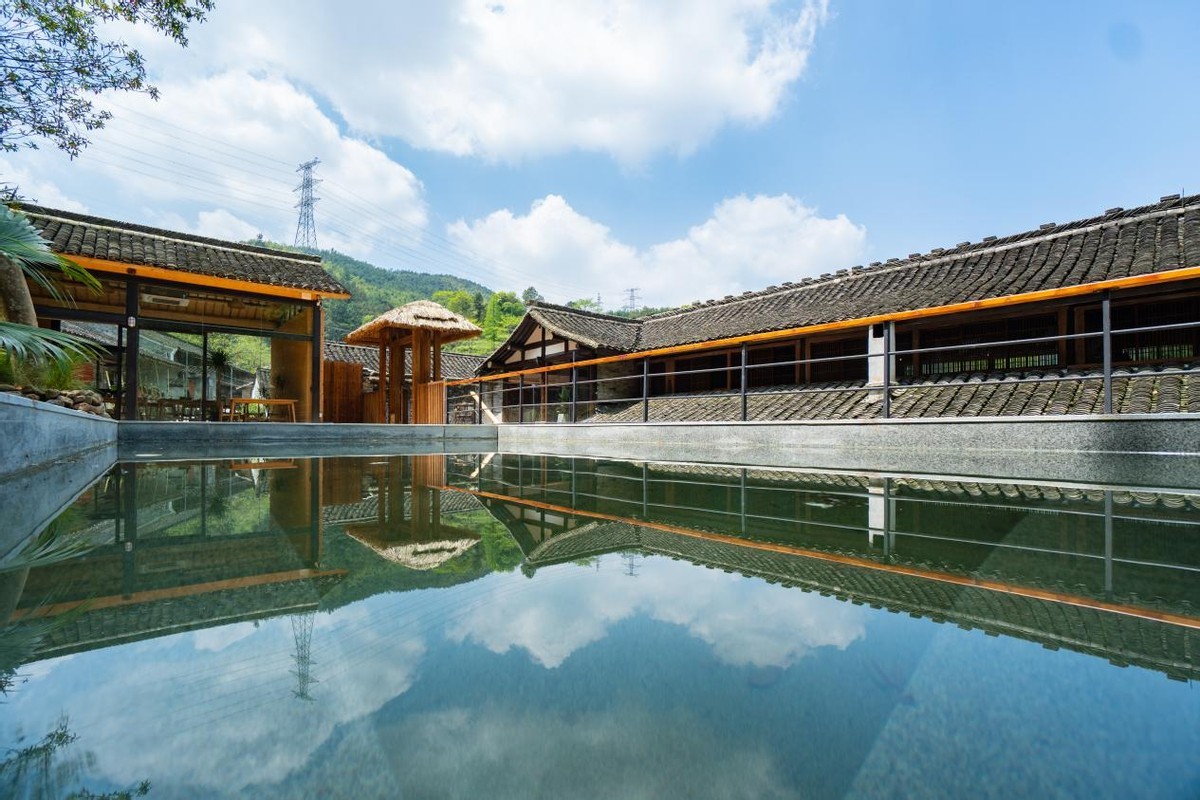 3千亩大堰生态白茶“摇钱树”长在浙江奉化