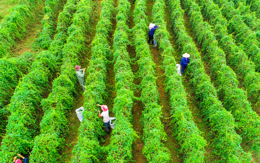 江西丰城：何首乌产业助力乡村振兴_fororder_4