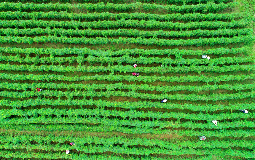 江西丰城：何首乌产业助力乡村振兴_fororder_5