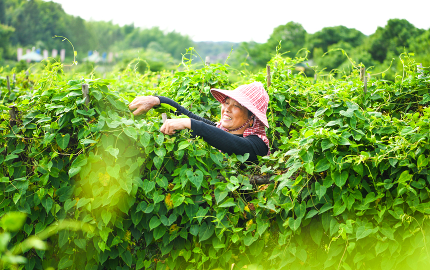 江西丰城：何首乌产业助力乡村振兴_fororder_1
