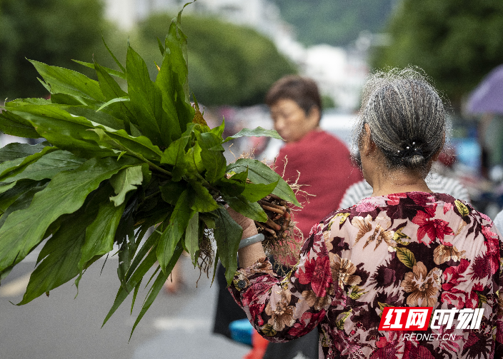 端午节十里不同俗丨走进湖南炎陵“百草园”