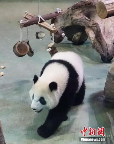 大熊貓“圓仔”3歲生日 台北動物園網絡直播慶生