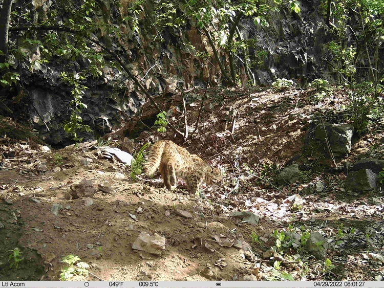 拍到了！红石林区拍到豹猫和黄喉貂的影像资料