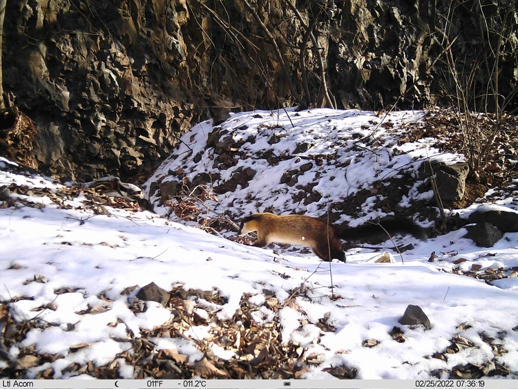 拍到了！红石林区拍到豹猫和黄喉貂的影像资料