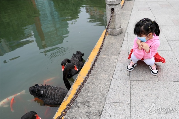 徐家汇公园黑天鹅热情欢迎游客