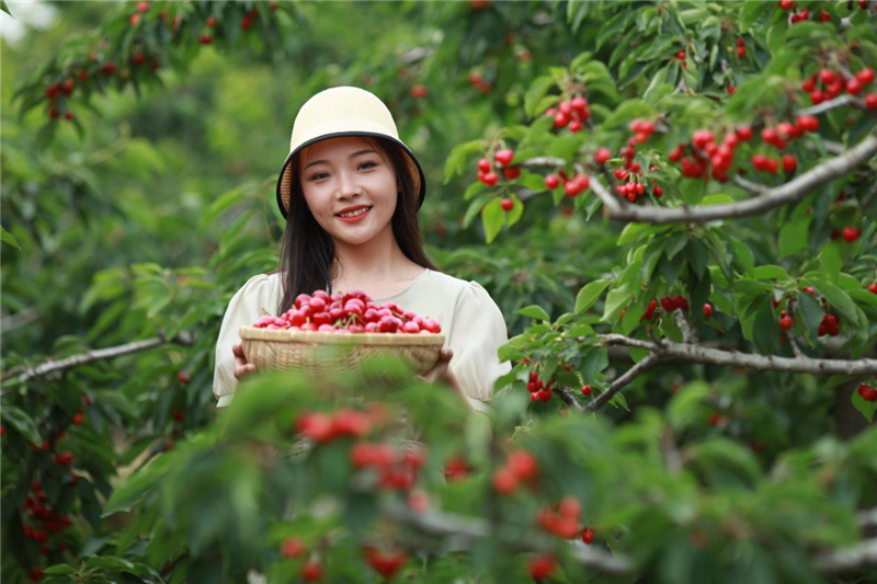 安陽湯陰古賢鎮：櫻桃紅滿枝 特色産業興_fororder_圖片3