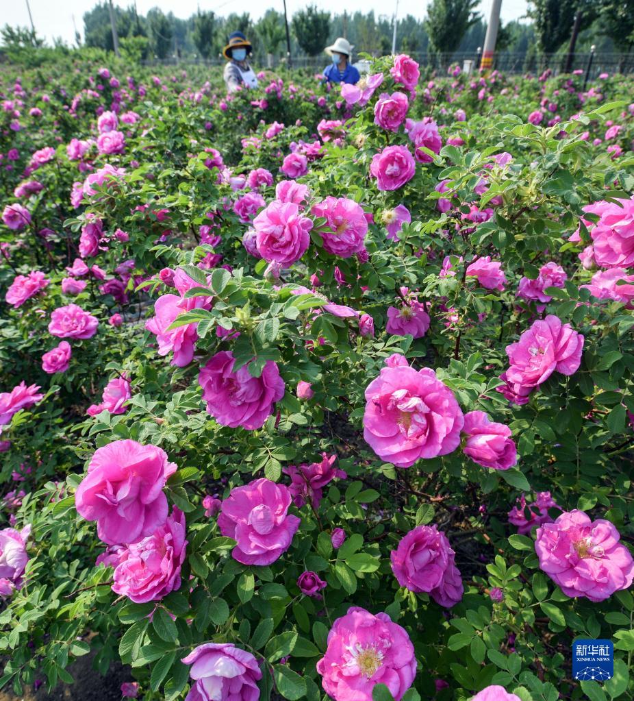 河北迁安：初夏时节花果飘香