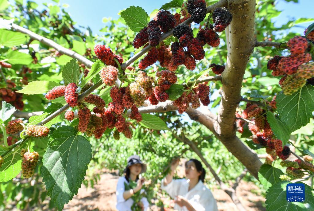 河北遷安：初夏時節花果飄香