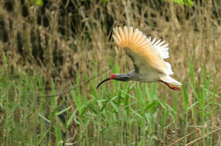 （生态）6月起正式施行！杭州西溪国家湿地公园保护管理工作迎新规_fororder_4