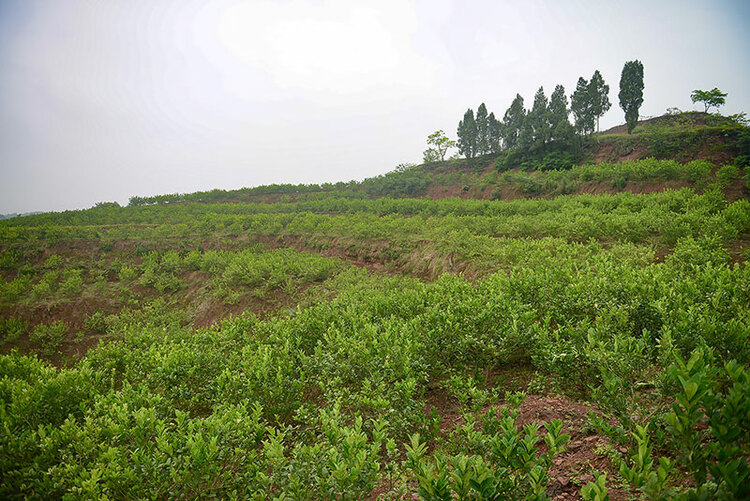 自贡荣县:扎根基层 做群众满意的第一书记_fororder_佛手柑示范基 