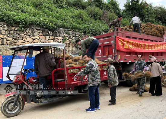 【金融投资-图文、八桂大地-百色、移动端-新闻列表】那坡：蚕桑种植促增收 贫困群众喜领扶贫桑苗（头图在文末）