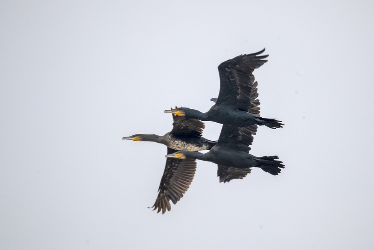 世界环境日丨看洞庭湖蓝天碧水 百鸟纷飞_fororder_鸬鹚（学名：Phalacrocorax）栖息于沿海海滨、岛屿、河流、湖泊、池塘、水库、河口及其沼泽地带。主要以鱼类和甲壳类动物为食。