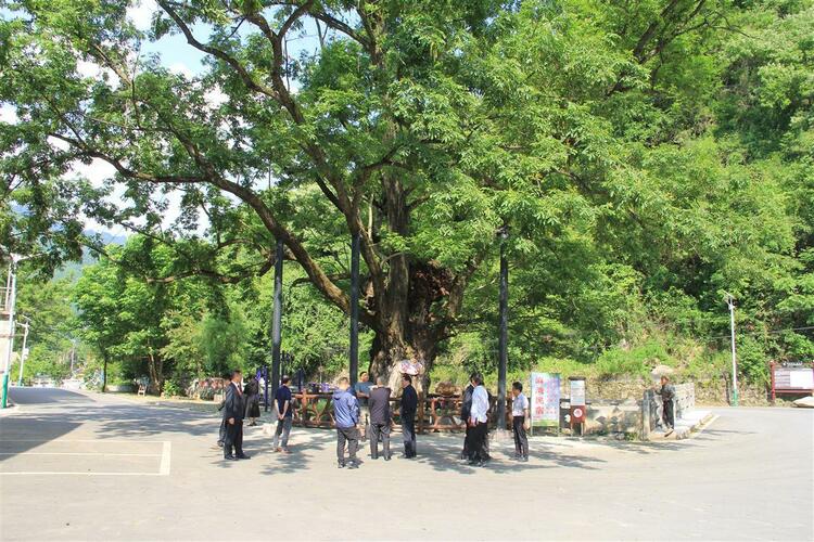 公益诉讼为神农架63万余棵古树名木撑起“保护伞”