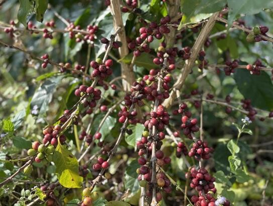 国货咖啡品牌也有一个全球梦