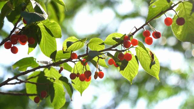 《瞰山望海·樱桃红了》近日发布