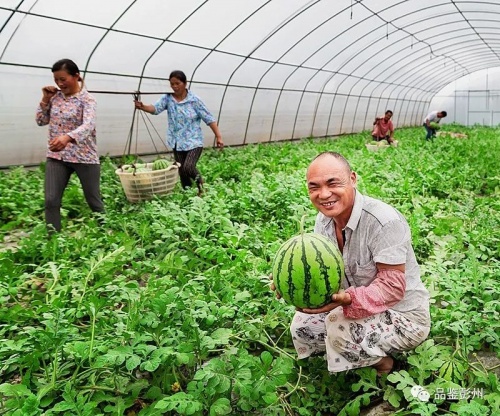 敖平西瓜“甜蜜”赋能 助推彭州乡村振兴 第八届敖平西瓜节即将举办
