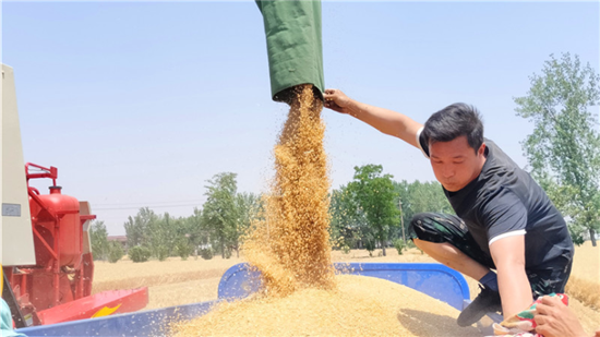 周口沈丘：科技力量促高产 小麦亩产达1731斤_fororder_图片9