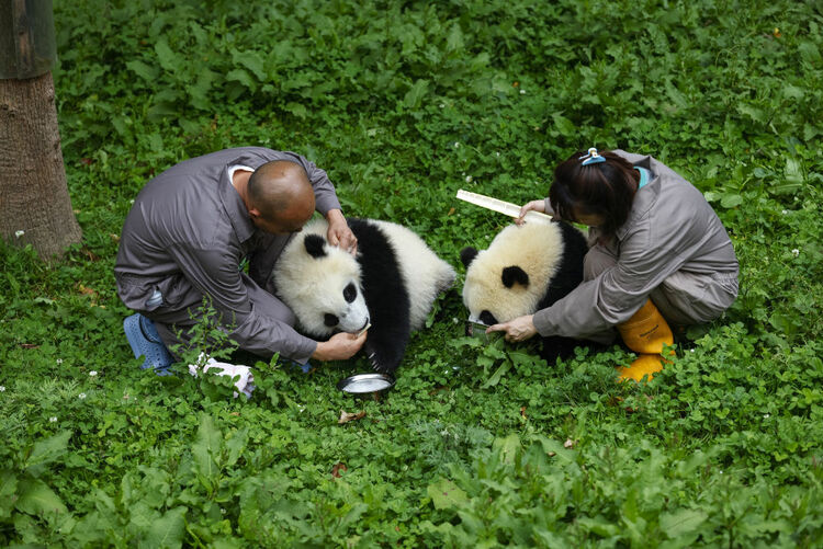香港回归祖国25周年|大熊猫牵起的川港情缘