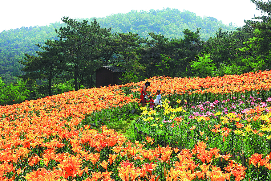 Supple But Strong: Linyi's Willows Bring Work and Wealth