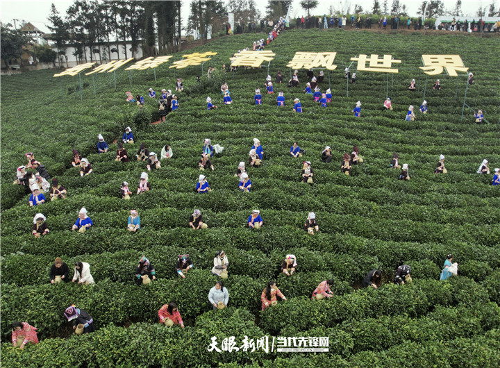 （中首）贵州：由茶产业大省向强省迈进 “采”出黔茶高质量发展新天地