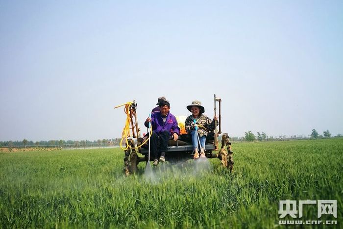 (시골 제1서기들의 이야기) 시골서 촌민들을 이끌고 부유의 길로 향한 왕맹맹서기_fororder_王萌萌