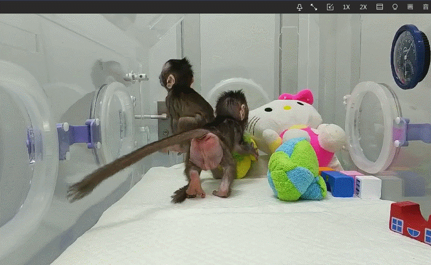 世界首个体细胞克隆猴“中中”在中国诞生 世界首个体细胞克隆猴“中中”在中国诞生