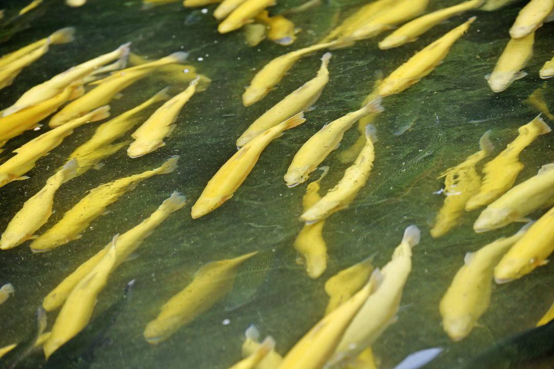 生態養殖養“活”本溪冷水魚