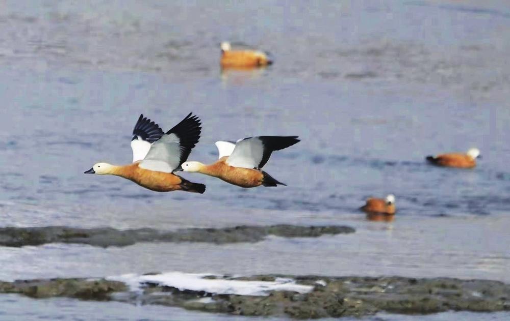 生态通化：风景这边独好_fororder_bab8350c-34b0-47ac-84a5-40d645c228c0