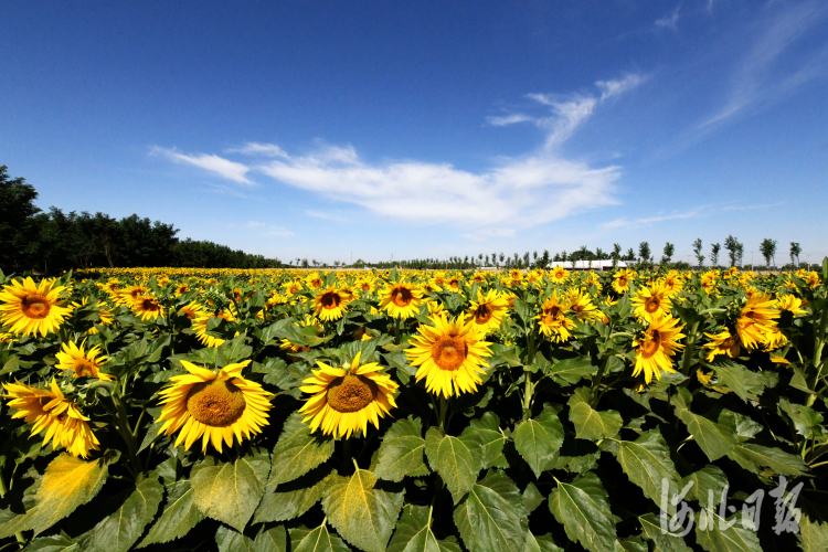按图索冀油葵花开景如画