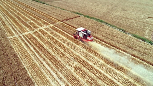 （转载）风吹麦浪! 高陵12.96万亩小麦收割正忙