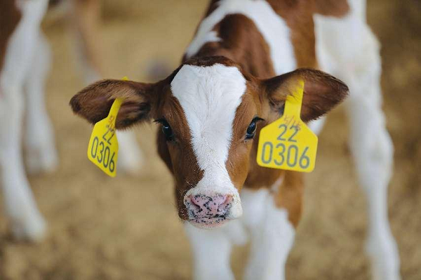 喜茶发布品质真奶标准 新茶饮助力乳业高质量发展