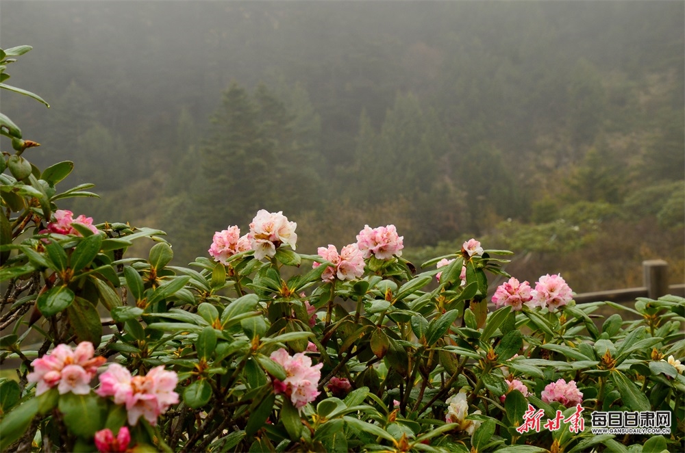 【焦点图】陇南烟雨雷古山 十里杜鹃艳_fororder_4