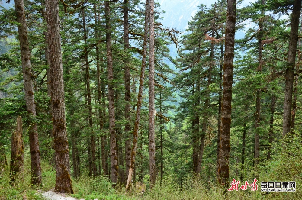 【焦點圖】隴南煙雨雷古山 十里杜鵑艷_fororder_3