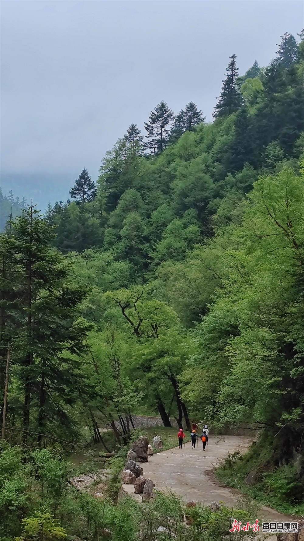 【焦點圖】隴南煙雨雷古山 十里杜鵑艷_fororder_16