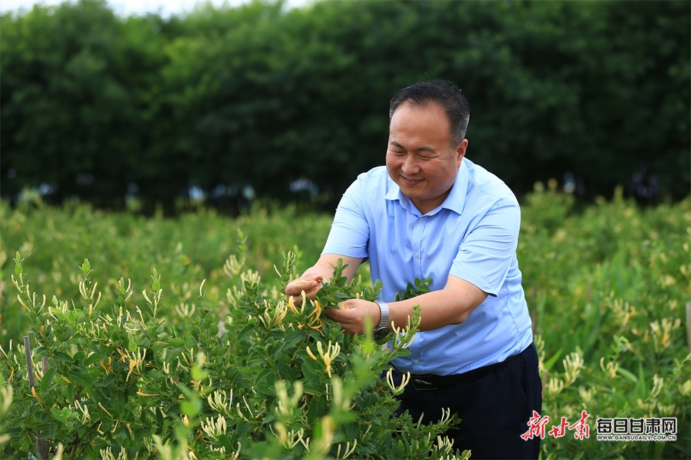 慶陽寧縣：小小金銀花 開成“幸福花”_fororder_5