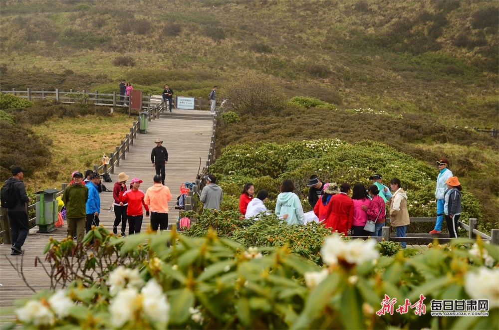 【焦點圖】隴南煙雨雷古山 十里杜鵑艷_fororder_7