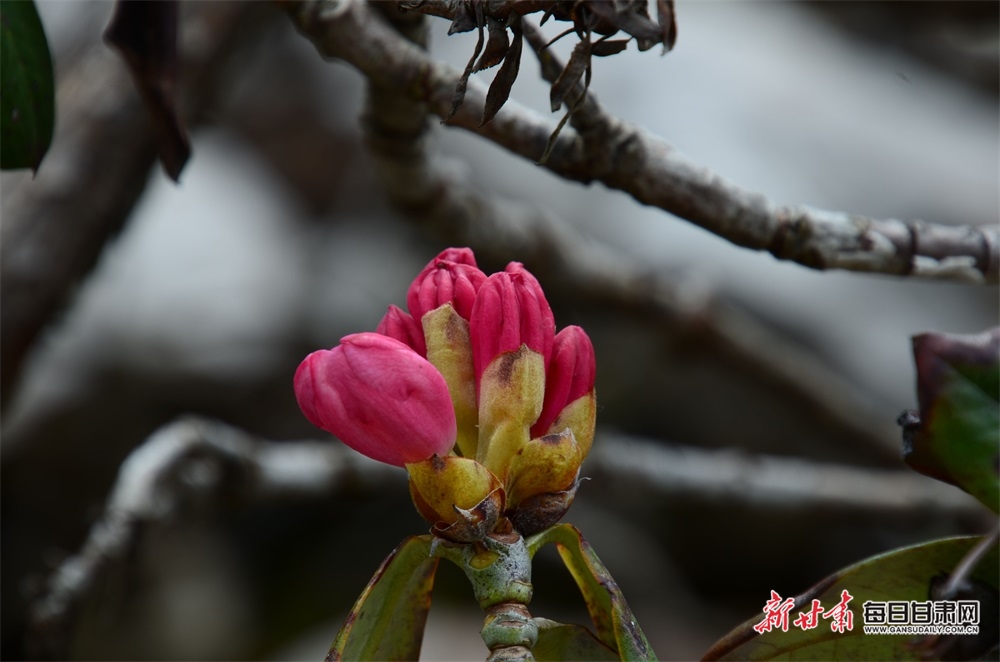 【焦點圖】隴南煙雨雷古山 十里杜鵑艷_fororder_12