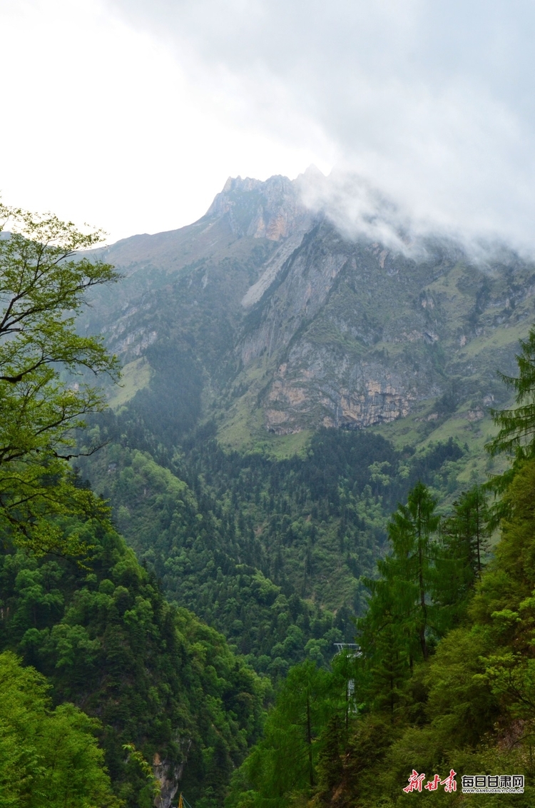 【焦點圖】隴南煙雨雷古山 十里杜鵑艷_fororder_17