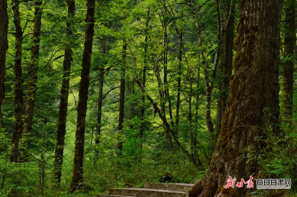 【焦點圖】隴南煙雨雷古山 十里杜鵑艷_fororder_10