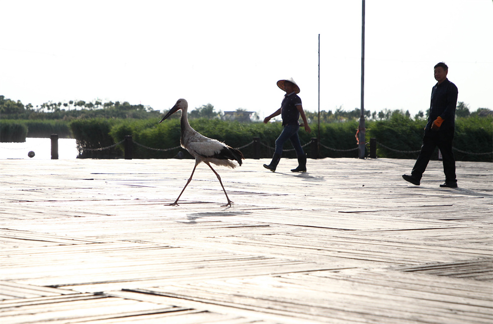 山东寿光：守护折翼东方白鹳