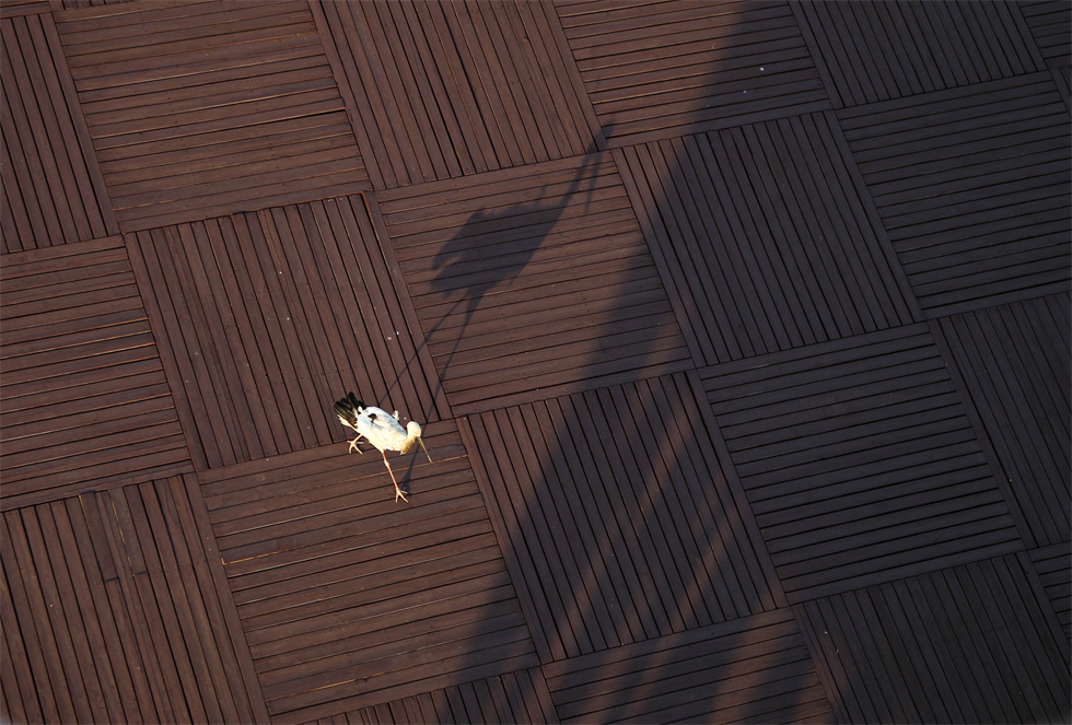 山东寿光：守护折翼东方白鹳